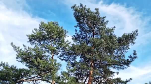 Ψηλά Πεύκα Φόντο Γαλάζιου Ουρανού Λευκά Σύννεφα Κωνοφόρα Δέντρα Στο — Αρχείο Βίντεο