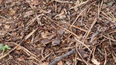 Antill yakın plan, bahar, karıncalar evlerini yapıyorlar. Orman işçisi karıncalar büyük bir karınca yuvasında sürünüyorlar. Karınca yuvası. Evlerini böcekler inşa eder. Karınca yuvası karınca kaynıyor, seçici odaklanma.