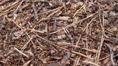 Antill yakın plan, bahar, karıncalar evlerini yapıyorlar. Orman işçisi karıncalar büyük bir karınca yuvasında sürünüyorlar. Karınca yuvası. Evlerini böcekler inşa eder. Karınca yuvası karınca kaynıyor, seçici odaklanma.