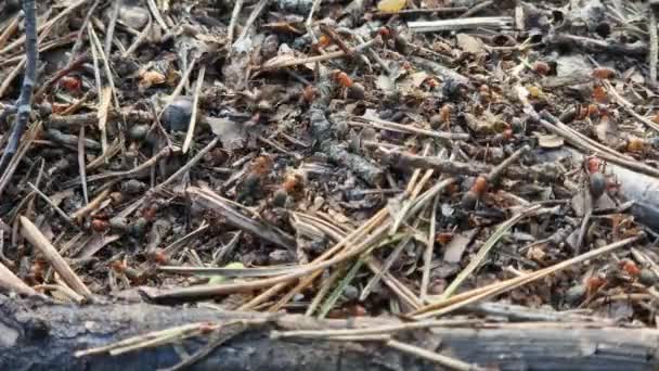 클로즈업 개미들이 만듭니다 근로자 개미는 Anthill을 개미의 곤충들은 짓습니다 안틸은 — 비디오