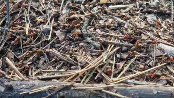 蚁群的特写镜头 蚂蚁们正在回家 森林工蚁沿着一个大蚁丘爬行 蚂蚁的窝 昆虫建造自己的家园 蚁丘里到处都是蚂蚁有选择的焦点 — 图库视频影像