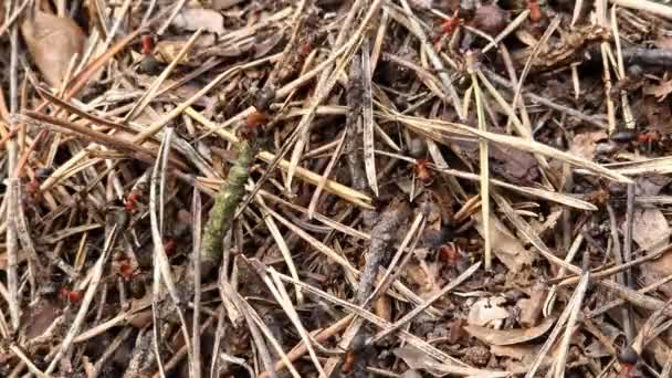 蚁群的特写镜头 蚂蚁们正在回家 森林工蚁沿着一个大蚁丘爬行 蚂蚁的窝 昆虫建造自己的家园 蚁丘里到处都是蚂蚁有选择的焦点 — 图库视频影像