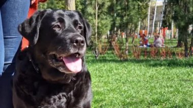 Kara Labrador doğada. Büyük bir evcil köpek parkta yürüyor. İlkbaharda ya da yaz aylarında Labrador 'da yürürken, namlunun ucuna yakın çekim. Evcil hayvan. Eski siyah labrador. Köpek dışarıda çok sıcak.