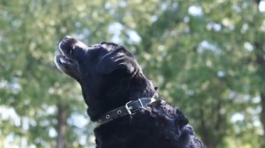 Kara labrador doğada oynuyor. Büyük bir evcil köpek parkta yürüyor. Labrador ilkbaharda ya da yazın yürüyüşe çıkar. Yakın plan evcil hayvan. Kara Labrador bir yerde zıplıyor
