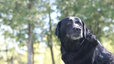 Kara Labrador doğada. Büyük bir evcil köpek parkta yürüyor. İlkbaharda ya da yaz aylarında Labrador 'da yürürken, namlunun ucuna yakın çekim. Evcil hayvan. Eski siyah labrador. Köpek dışarıda çok sıcak.