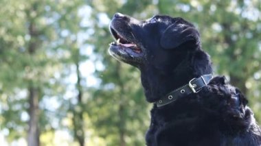 Sahibi siyah Labrador 'a kıyak yapıyor. Köpek dışarıda parkta bir ziyafet yer. Labrador 'un namlusuna yakın çekim. Çiğneyen köpek. Sokakta evcil hayvan, yürüyüş, yaz. Büyük siyah köpek.