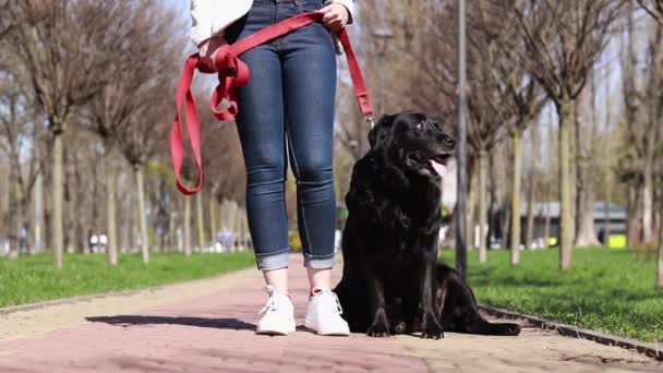 ブラックラブラドールは 公園内の路地のオーナーの足元に座っています 公園で犬を散歩する 公園の大人のラブラドール 犬は自然の中で歩いている オーナーとペット — ストック動画
