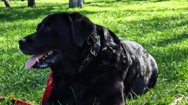 大自然中的黑色拉布拉多 一只大家狗在公园里散步 拉布拉多在春天或夏天散步时 紧闭枪口 老的黑色拉布拉多 外面的狗很热 — 图库视频影像