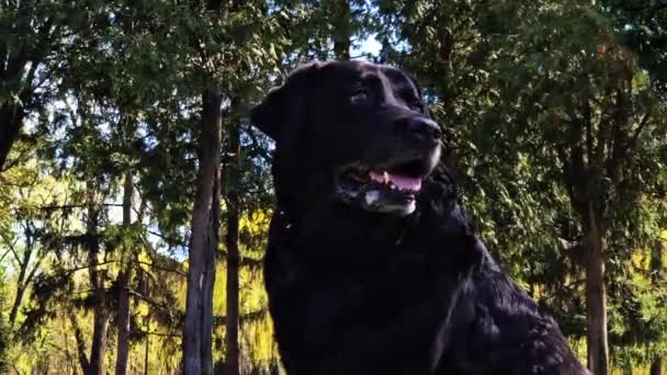 Zwarte Labrador Natuur Een Grote Binnenlandse Hond Loopt Het Park — Stockvideo