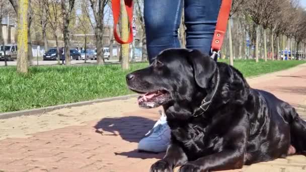 Black Labrador Senta Aos Pés Proprietário Beco Parque Passear Cão — Vídeo de Stock