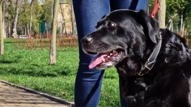 Black Labrador Sitter Vid Ägarens Fötter Gränd Parken Går Med — Stockvideo