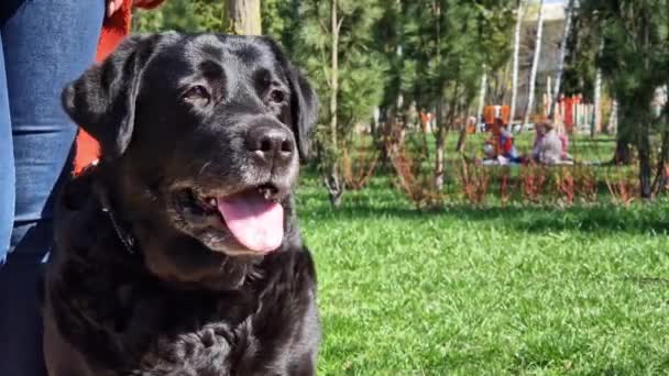 Чорний Лабрадор Природі Парку Гуляє Велика Домашня Собака Лабрадор Навесні — стокове відео