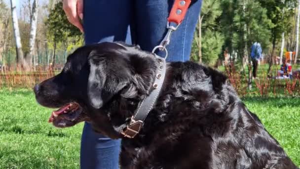 Black Labrador Ligt Aan Voeten Van Eigenaar Een Steegje Het — Stockvideo
