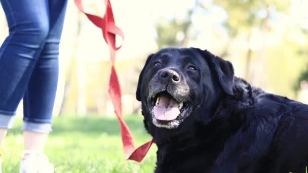 Чорний Лабрадор Природі Парку Гуляє Велика Домашня Собака Лабрадор Навесні — стокове відео
