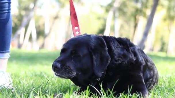 店主招待了那只黑色的拉布拉多犬 这只狗在公园外面吃东西 拉布拉多枪口的特写咀嚼狗 在街上遛狗 大黑狗 — 图库视频影像