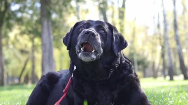 大自然中的黑色拉布拉多 一只大家狗在公园里散步 拉布拉多在春天或夏天散步时 紧闭枪口 老的黑色拉布拉多 外面的狗很热 — 图库视频影像
