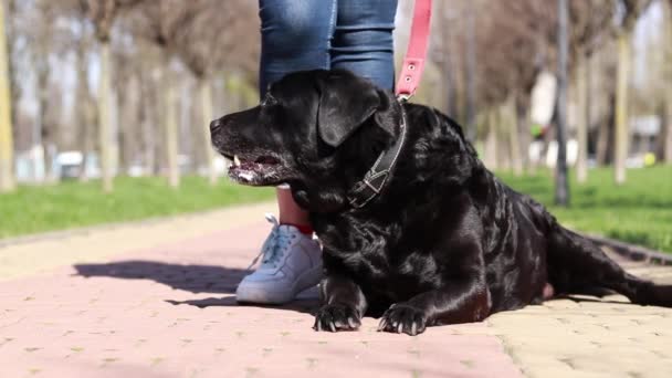 黑色拉布拉多犬坐在公园的小巷主人的脚下 在公园遛狗 公园里的成年拉布拉多人这只狗在大自然中散步 主人和宠物 — 图库视频影像