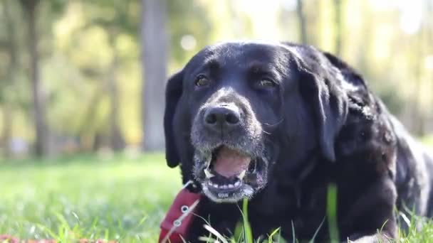 Majitel Dává Černému Labradorovi Lahůdku Pes Venku Parku Dobrotu Detailní — Stock video