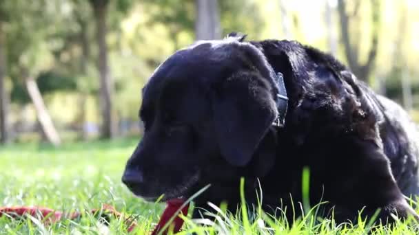 店主招待了那只黑色的拉布拉多犬 这只狗在公园外面吃东西 拉布拉多枪口的特写咀嚼狗 在街上遛狗 大黑狗 — 图库视频影像