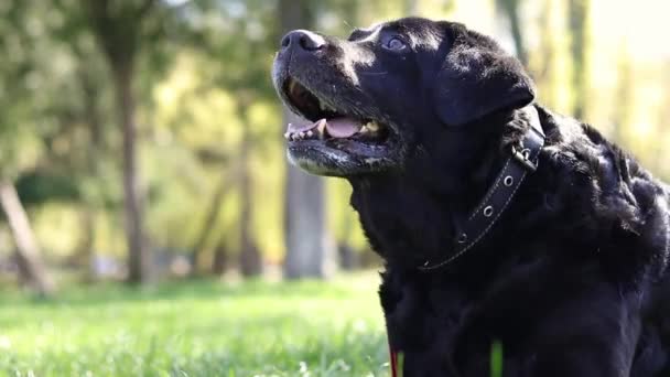 Schwarzer Labrador Der Natur Ein Großer Haushund Geht Park Spazieren — Stockvideo