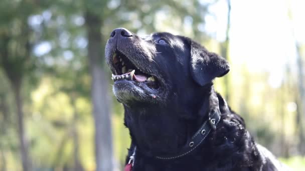 Kommandot Sitt Ägaren Lär Labrador Att Följa Kommandon Vuxen Svart — Stockvideo