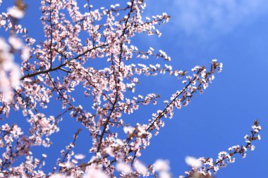 Çiçek açan ağaç dalları mavi gökyüzüne karşı. Bahar. Ağaçların filizlendiği bahar. Bitkiler