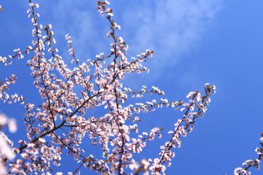 Çiçek açan ağaç dalları mavi gökyüzüne karşı. Bahar. Ağaçların filizlendiği bahar. Bitkiler
