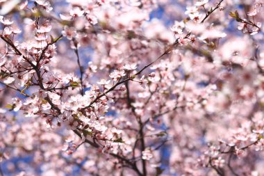 Çiçek açan ağaç dalları mavi gökyüzüne karşı. Bahar. Ağaçların filizlendiği bahar. Bitkiler
