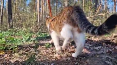 Evcil kedi ormanda tasmayla, dikiz aynasıyla yürüyor. Yazın ormanda ya da parkta yürüyüşe çıkarız. Yetişkin bir benekli kedi sahibiyle yürür. Hayvanlarla ilgilenmek. Yer seviyesinden görüntüle