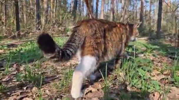 Бытовая Кошка Гуляет Лесу Поводке Вид Сзади Животное Прогулке Летом — стоковое видео