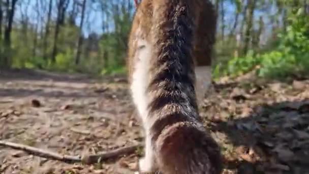 Εγχώρια Γάτα Βόλτες Στο Δάσος Λουρί Πίσω Όψη Pet Μια — Αρχείο Βίντεο