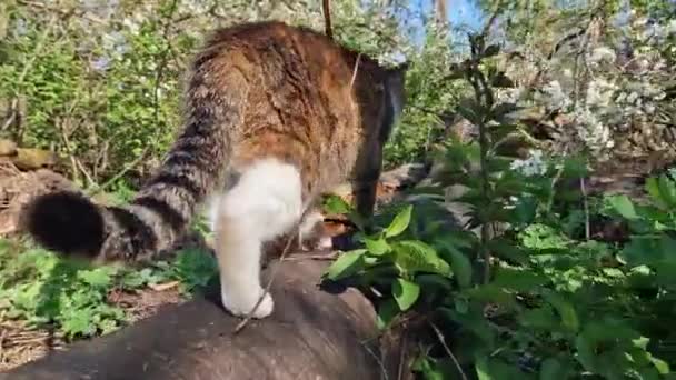 Εγχώρια Γάτα Βόλτες Στο Δάσος Λουρί Πίσω Όψη Pet Μια — Αρχείο Βίντεο