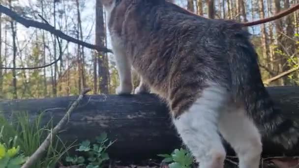 Домашня Кішка Гуляє Лісі Повідку Вид Ззаду Тварина Прогулянці Влітку — стокове відео