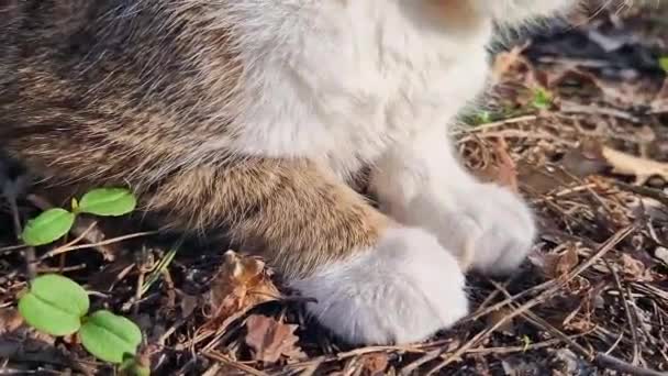 Kaki Kucing Close Kucing Domestik Berjalan Hutan Dengan Tali Lihat — Stok Video