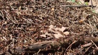 Antill yakın plan, bahar, karıncalar evlerini yapıyorlar. Orman işçisi karıncalar büyük bir karınca yuvasında sürünüyorlar. Karınca yuvası. Karınca yuvası karıncalarla dolu, seçici bir odak noktası. Yazın çam ormanındaki böcekler