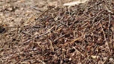 Antill yakın plan, bahar, karıncalar evlerini yapıyorlar. Orman işçisi karıncalar büyük bir karınca yuvasında sürünüyorlar. Karınca yuvası. Karınca yuvası karıncalarla dolu, seçici bir odak noktası. Yazın çam ormanındaki böcekler