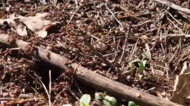 Antill yakın plan, bahar, karıncalar evlerini yapıyorlar. Orman işçisi karıncalar büyük bir karınca yuvasında sürünüyorlar. Karınca yuvası. Karınca yuvası karıncalarla dolu, seçici bir odak noktası. Yazın çam ormanındaki böcekler