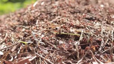 Antill yakın plan, bahar, karıncalar evlerini yapıyorlar. Orman işçisi karıncalar büyük bir karınca yuvasında sürünüyorlar. Karınca yuvası. Karınca yuvası karıncalarla dolu, seçici bir odak noktası. Yazın çam ormanındaki böcekler