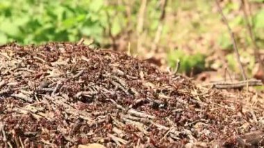 Antill yakın plan, bahar, karıncalar evlerini yapıyorlar. Orman işçisi karıncalar büyük bir karınca yuvasında sürünüyorlar. Karınca yuvası. Karınca yuvası karıncalarla dolu, seçici bir odak noktası. Yazın çam ormanındaki böcekler