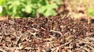 Antill yakın plan, bahar, karıncalar evlerini yapıyorlar. Orman işçisi karıncalar büyük bir karınca yuvasında sürünüyorlar. Karınca yuvası. Karınca yuvası karıncalarla dolu, seçici bir odak noktası. Yazın çam ormanındaki böcekler