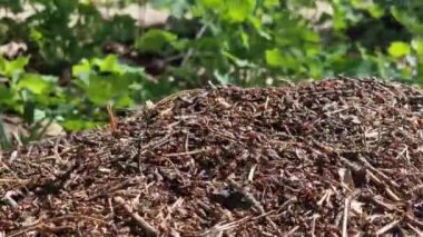 Antill yakın plan, bahar, karıncalar evlerini yapıyorlar. Orman işçisi karıncalar büyük bir karınca yuvasında sürünüyorlar. Karınca yuvası. Karınca yuvası karıncalarla dolu, seçici bir odak noktası. Yazın çam ormanındaki böcekler