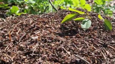 Antill yakın plan, bahar, karıncalar evlerini yapıyorlar. Orman işçisi karıncalar büyük bir karınca yuvasında sürünüyorlar. Karınca yuvası. Karınca yuvası karıncalarla dolu, seçici bir odak noktası. Yazın çam ormanındaki böcekler