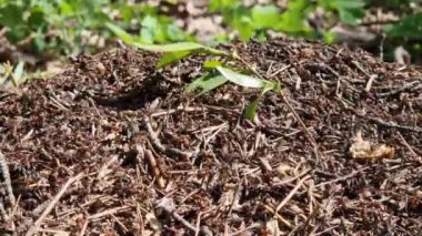 Antill yakın plan, bahar, karıncalar evlerini yapıyorlar. Orman işçisi karıncalar büyük bir karınca yuvasında sürünüyorlar. Karınca yuvası. Karınca yuvası karıncalarla dolu, seçici bir odak noktası. Yazın çam ormanındaki böcekler