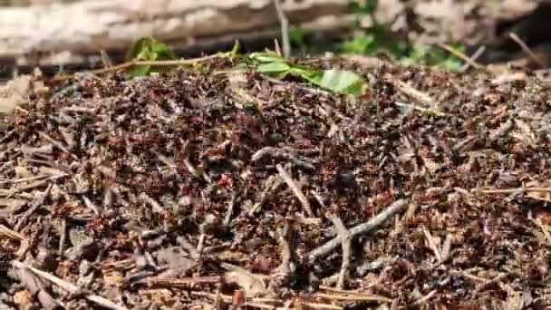 蚁群的特写镜头 蚂蚁们正在回家 森林工蚁沿着一个大蚁丘爬行 蚂蚁的窝 蚁丘里到处都是蚂蚁 有选择性的焦点 夏天松树林中的昆虫 — 图库视频影像