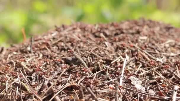 Antill Yakın Plan Bahar Karıncalar Evlerini Yapıyorlar Orman Işçisi Karıncalar — Stok video