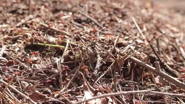 Mrowisko Wiosna Mrówki Tworzą Swój Dom Mrówki Leśne Pełzają Mrowisku — Wideo stockowe