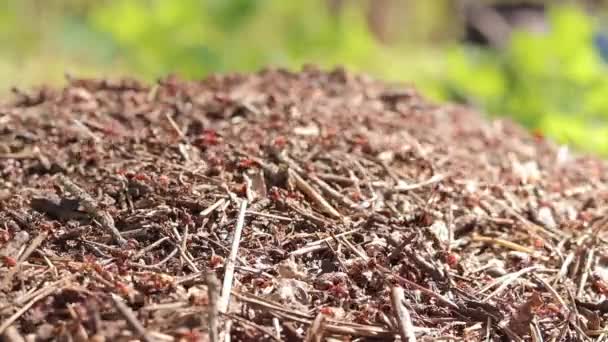 클로즈업 개미들이 만듭니다 근로자 개미는 Anthill을 개미의 개미는 개미들로 있습니다 — 비디오