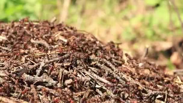 蚁群的特写镜头 蚂蚁们正在回家 森林工蚁沿着一个大蚁丘爬行 蚂蚁的窝 蚁丘里到处都是蚂蚁 有选择性的焦点 夏天松树林中的昆虫 — 图库视频影像