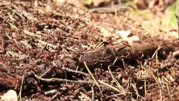 Perto Primavera Formigas Estão Fazer Sua Casa Formigas Trabalhadoras Floresta — Vídeo de Stock
