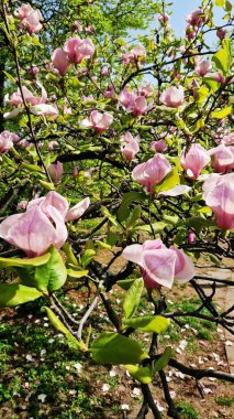Pembe manolya çiçekleri kapanıyor. Baharda çiçek açan ağaç. Daldaki manolya çiçekleri. Güzel çiçekleri olan doğal bahar arkaplanı. Zarif ve narin bir çiçek